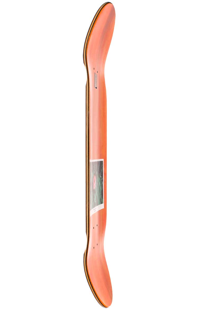 Polar - Nick Boserio - Amaryllis - 8.5"