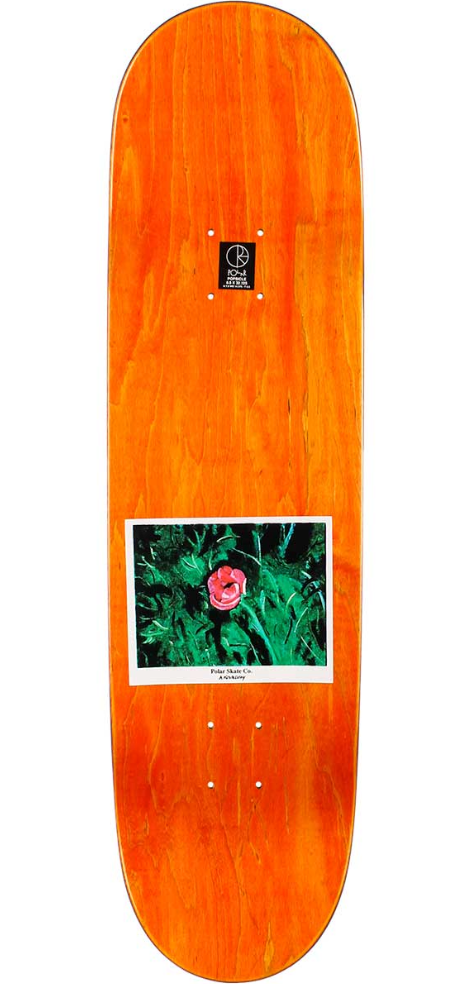Polar - Nick Boserio - Amaryllis - 8.5"